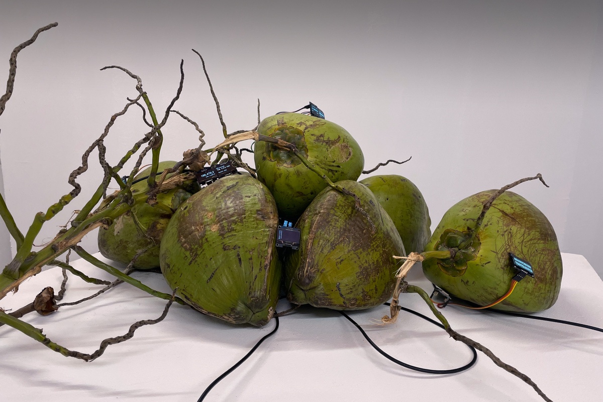 (Untitled) Tropical ?aradise, 2022. Coconuts, live cryptocurrency displays. Overall dimensions vary with installation